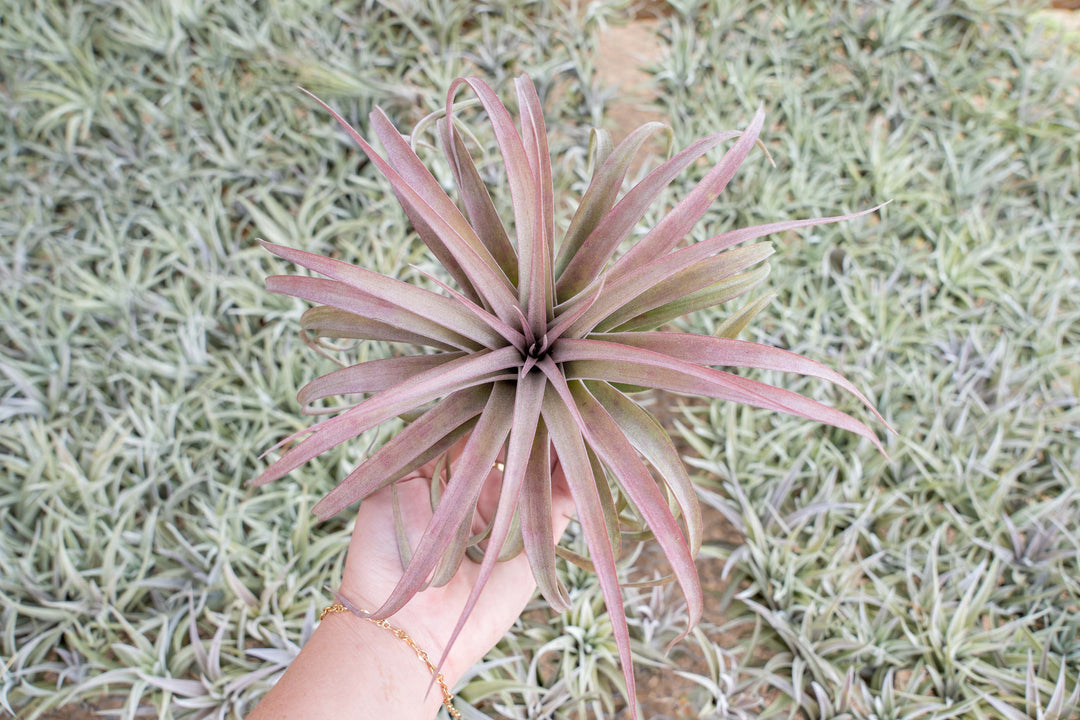 Large Blooming Tillandsia Capitata Peach