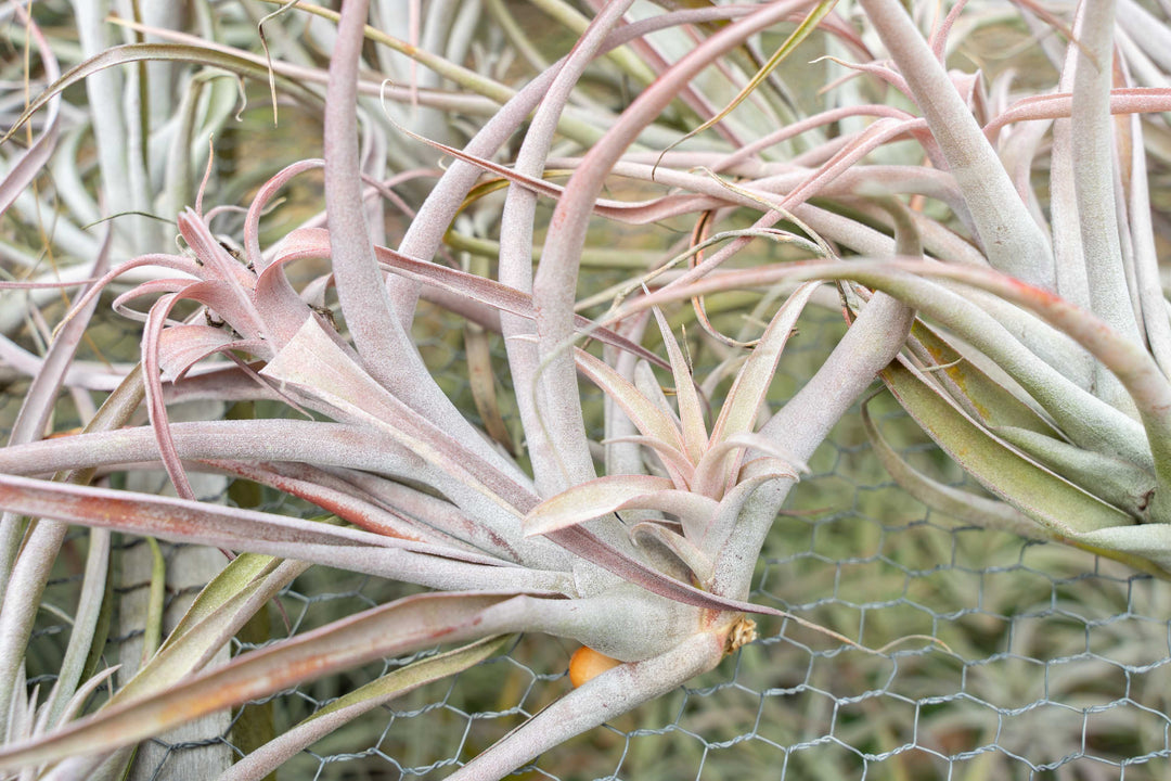 Tillandsia Capitata Peach with Pups Attached at Base