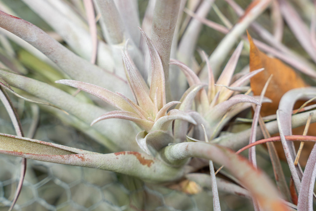 2 Pups Attatched to a Tillandsia Capitata Peach Mother Air Plant