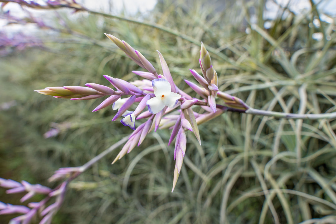 Bloom Stalk with Flowers on a Tillandsia Straminea Air Plant