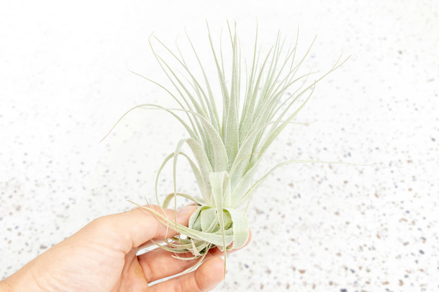 Tillandsia Air Plant Gardneri