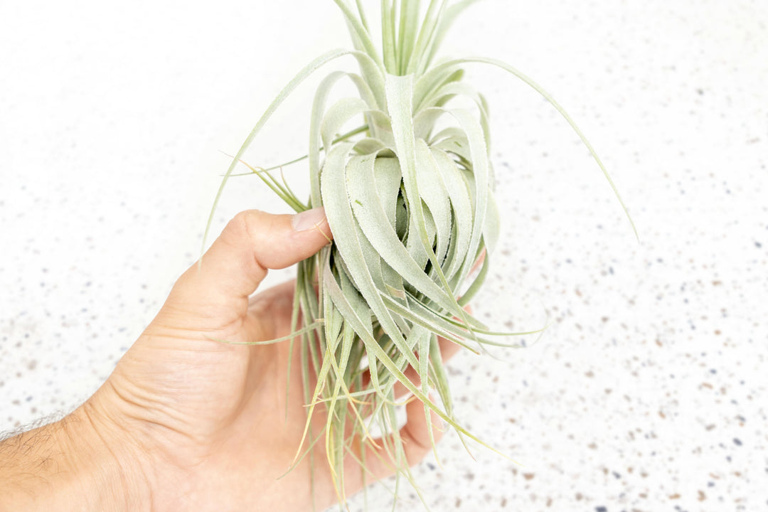 Tillandsia Air Plant Gardneri