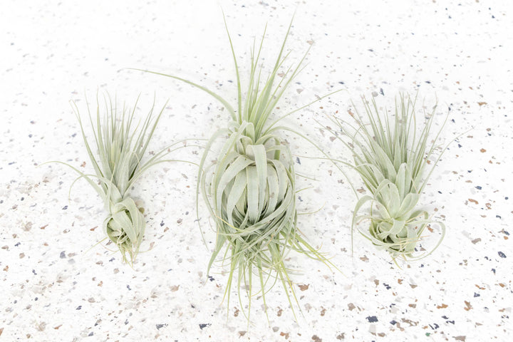 Tillandsia Air Plant Gardneri