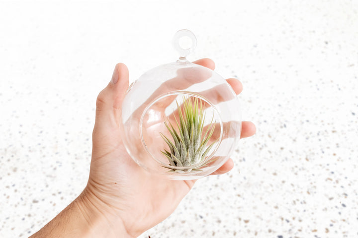 Tillandsia Air Plant Glass Terrarium Sphere