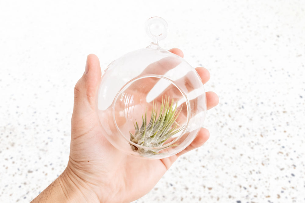 Tillandsia Air Plant Glass Terrarium Sphere