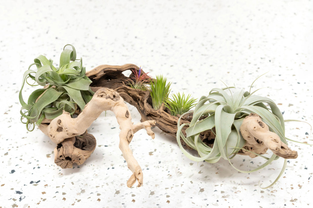 large multi-branch grapewood display with tillandsia streptophylla, three ionantha and xerographica air plants