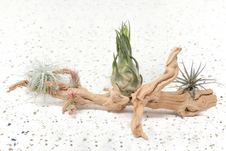 large multi-branch grapewood display with tillandsia tectorum, ionantha, seleriana and aeranthos air plants