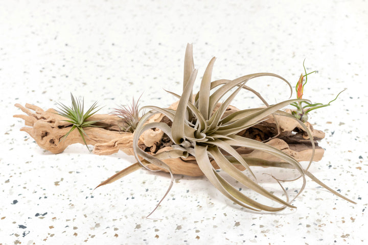 large single branch grapewood display with tillandsia aeranthos, ionantha, capitata peach and bulbosa guatemala air plants