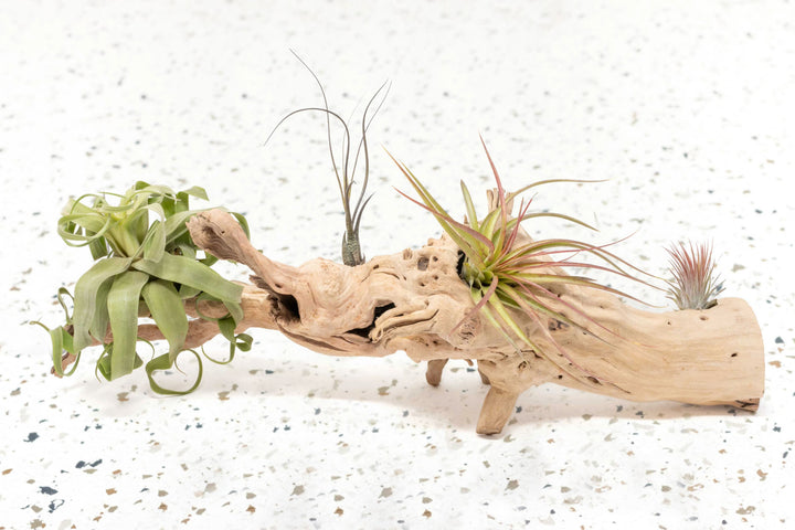 large single branch grapewood display with tillandsia streptophylla, butzii, sparkler and ionantha air plants