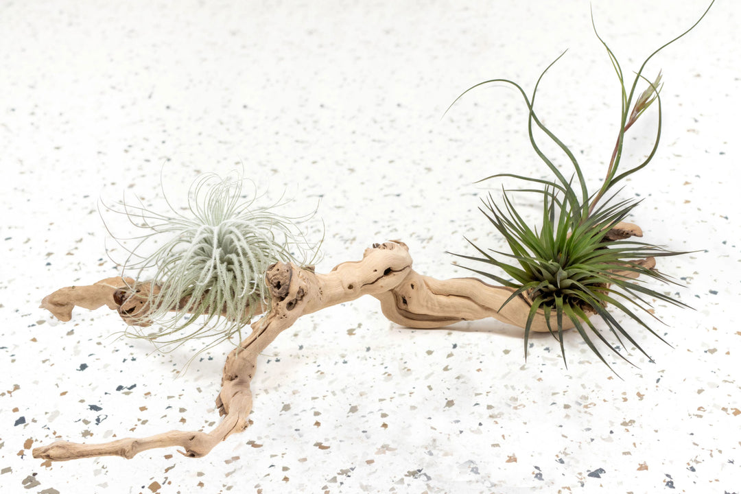 medium multi-branch grapewood display with tillandsia tectorum, fasciculata and baileyi air plants