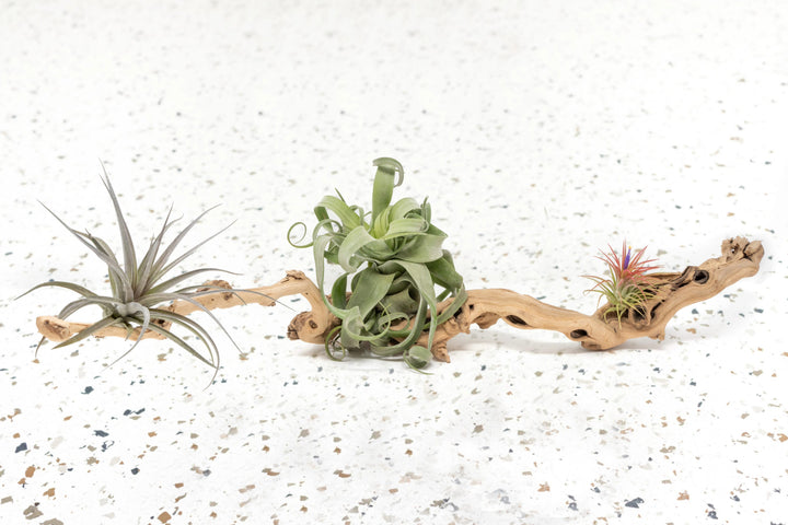 medium single branch grapewood display with tillandsia harrisii, streptophylla and ionantha air plants