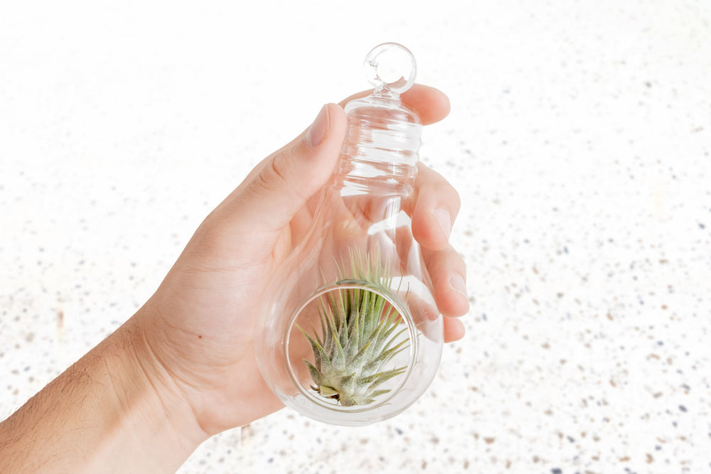 Tillandsia Air Plant Ionantha Guatemala Glass Terrarium Lightbulb