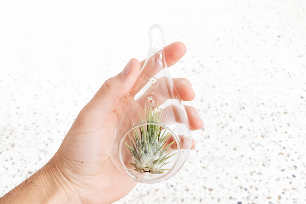 Tillandsia Air Plant Ionantha Guatemala Glass Terrarium Lightbulb