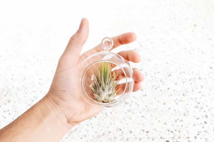 Tillandsia Air Plant Ionantha Guatemala Glass Terrarium Sphere