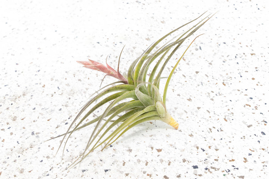 Tillandsia Air Plant Murorum Bloom Pink