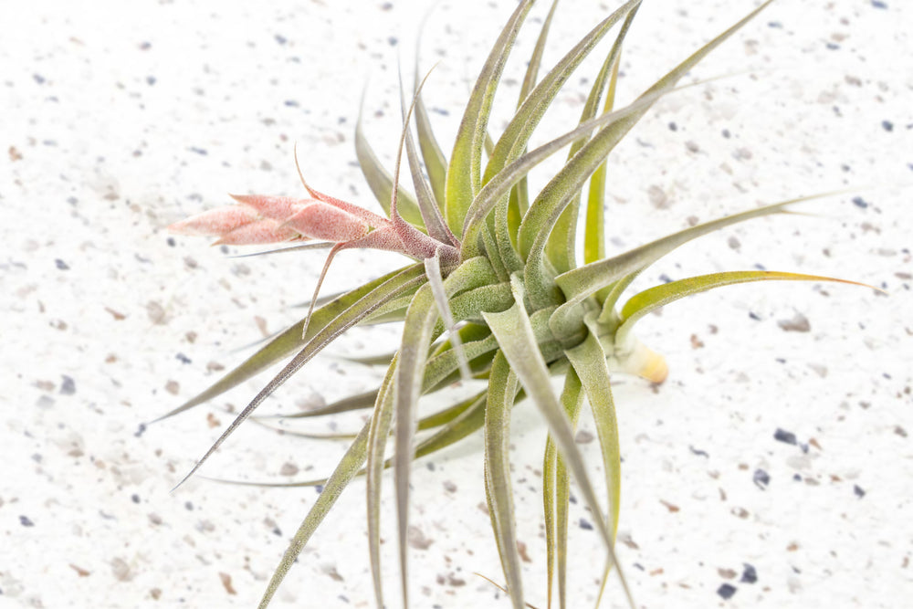 Tillandsia Air Plant Murorum Bloom Pink