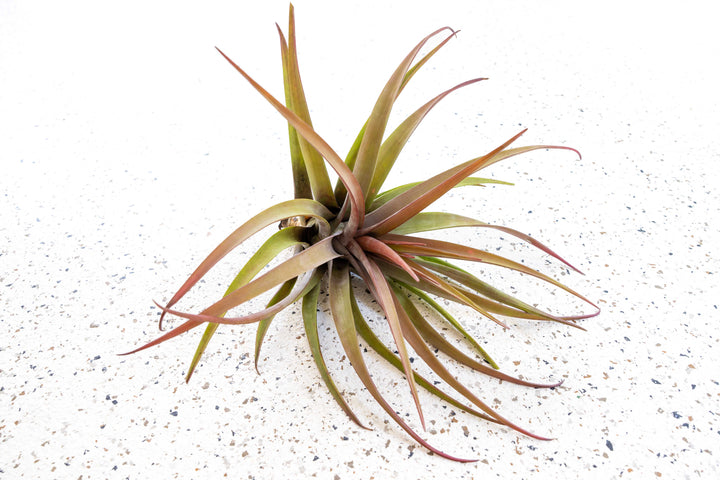 Tillandsia Novakii Air Plant