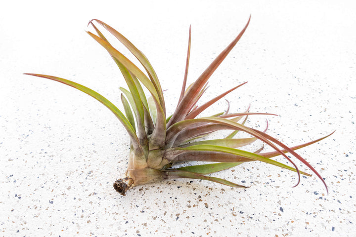 Tillandsia Novakii Air Plant