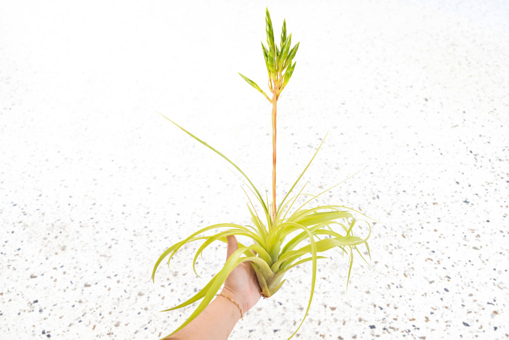 Tillandsia Air Plant Roland Gosselini Bloom