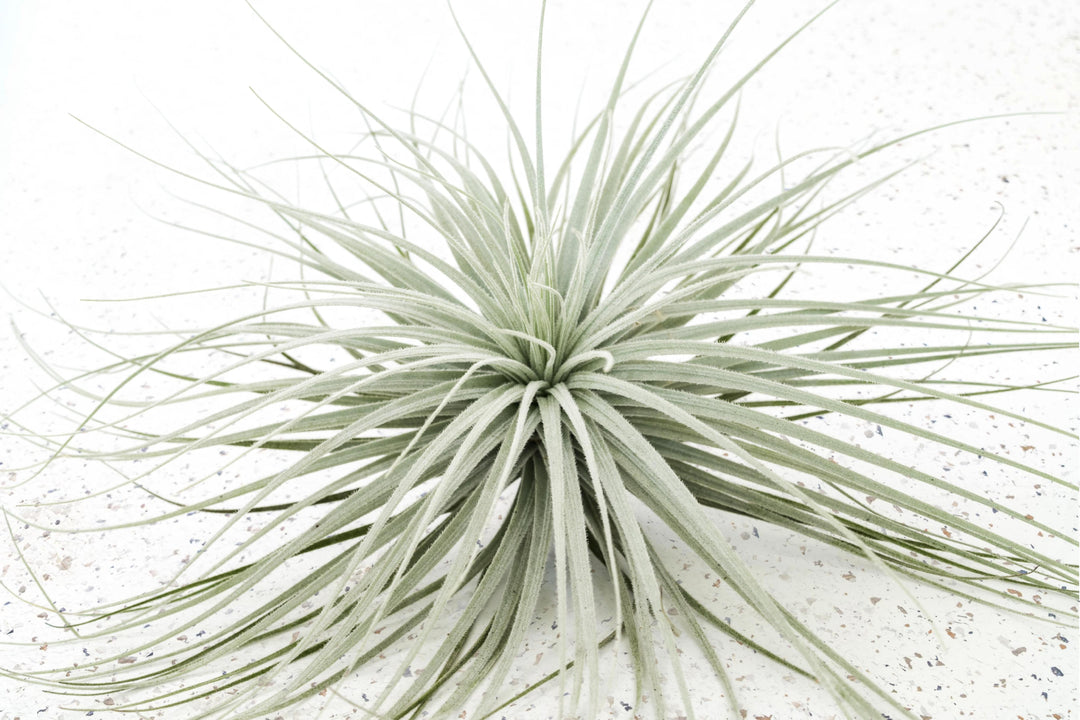 Tillandsia Air Plant Tectorum Ecuador Rare