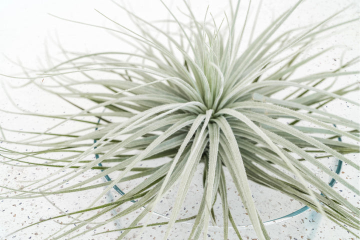 Tillandsia Air Plant Tectorum Ecuador Rare