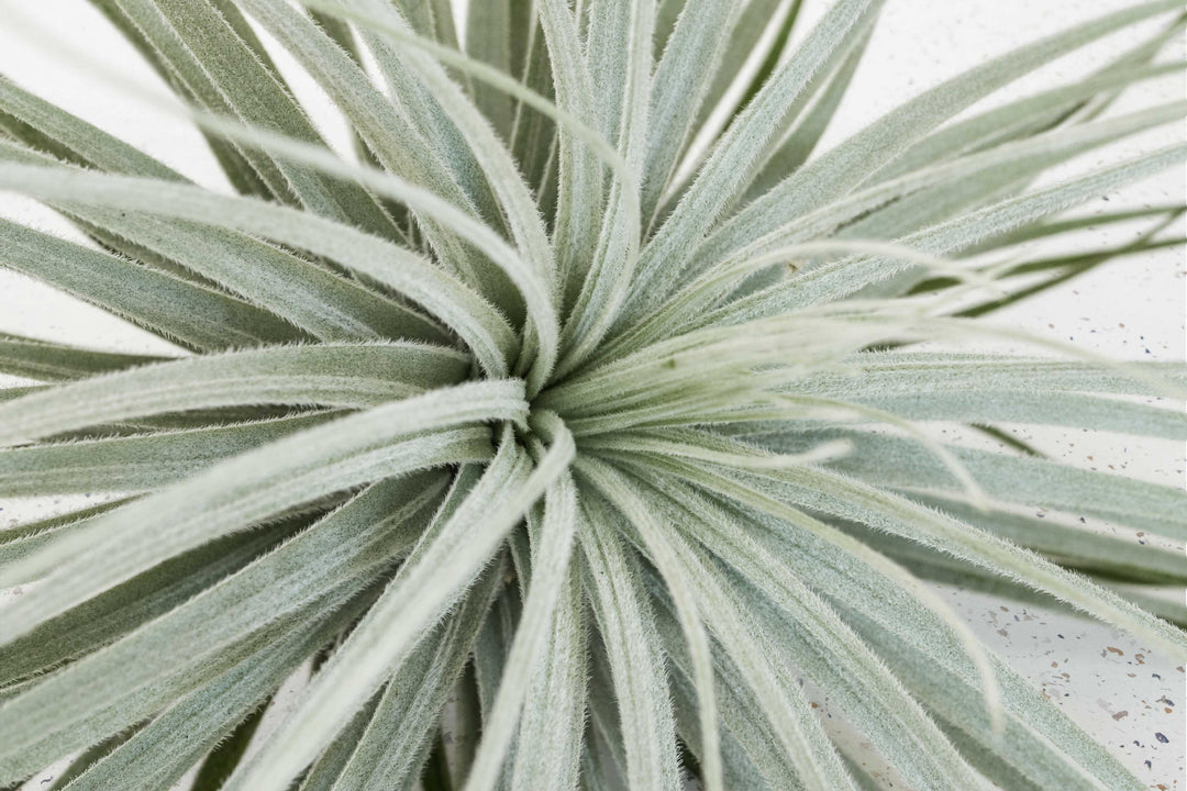 Tillandsia Air Plant Tectorum Ecuador Rare