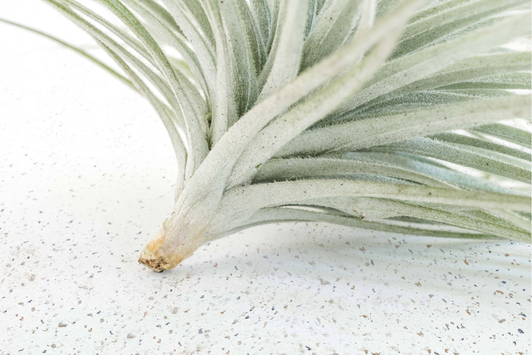 Tillandsia Air Plant Tectorum Ecuador Rare