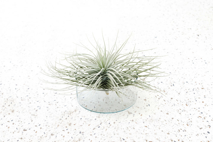 Tillandsia Air Plant Tectorum Ecuador Rare