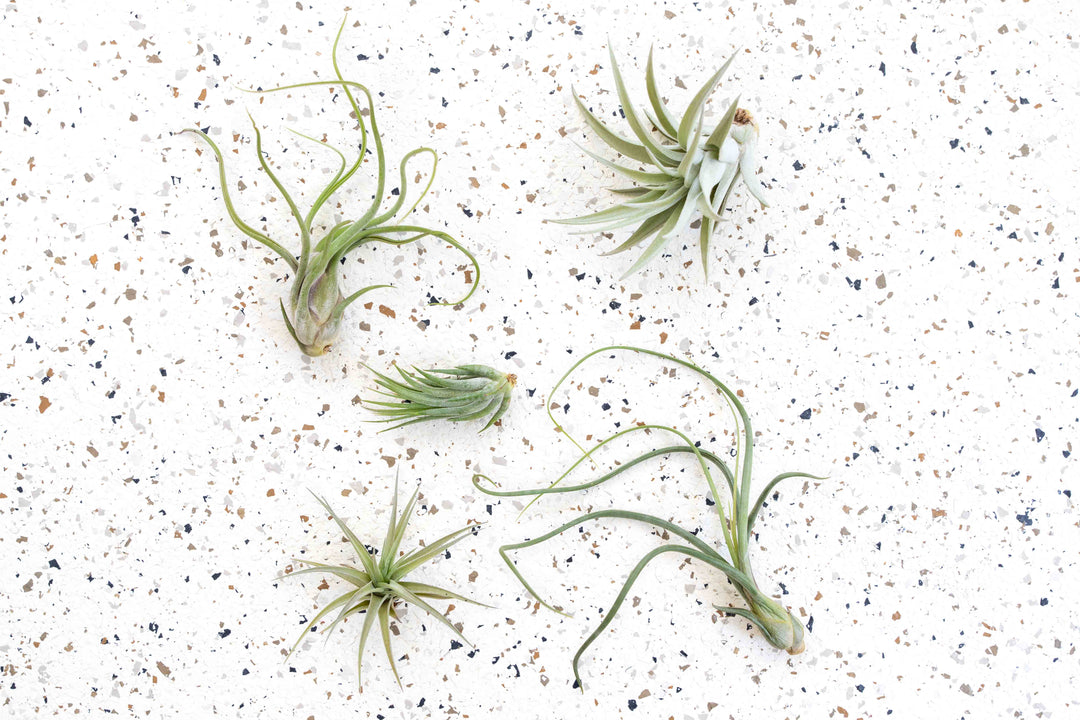 tillandsia   Harrisii - Caput - Aeranthos - Scaposa - Baileyi air plants