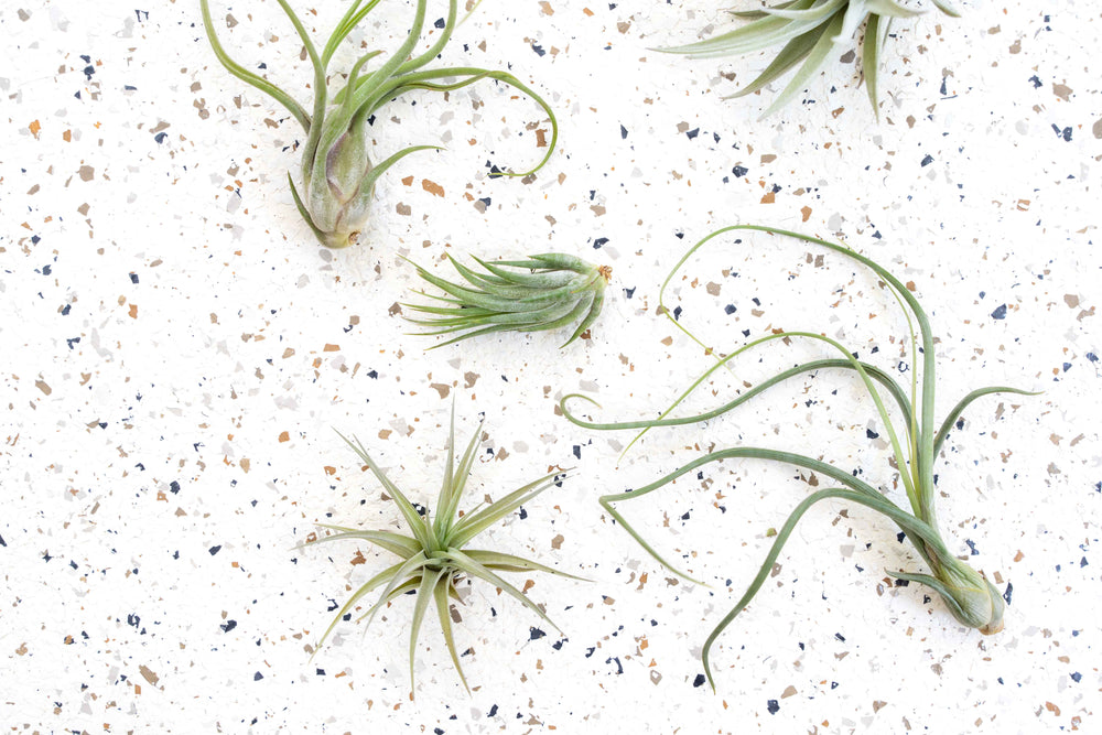 tillandsia Harrisii - Caput - Aeranthos - Scaposa - Baileyi air plants