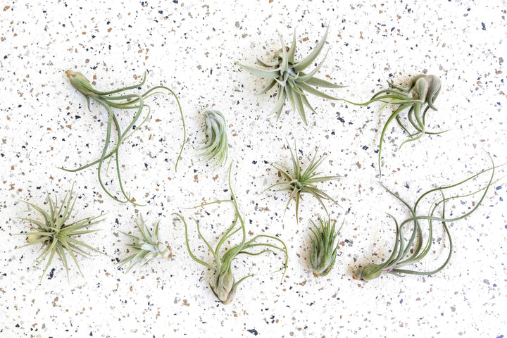 tillandsia Harrisii - Caput - Aeranthos - Scaposa - Baileyi air plants