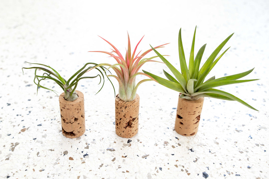 Wine Cork Magnet with Air Plant