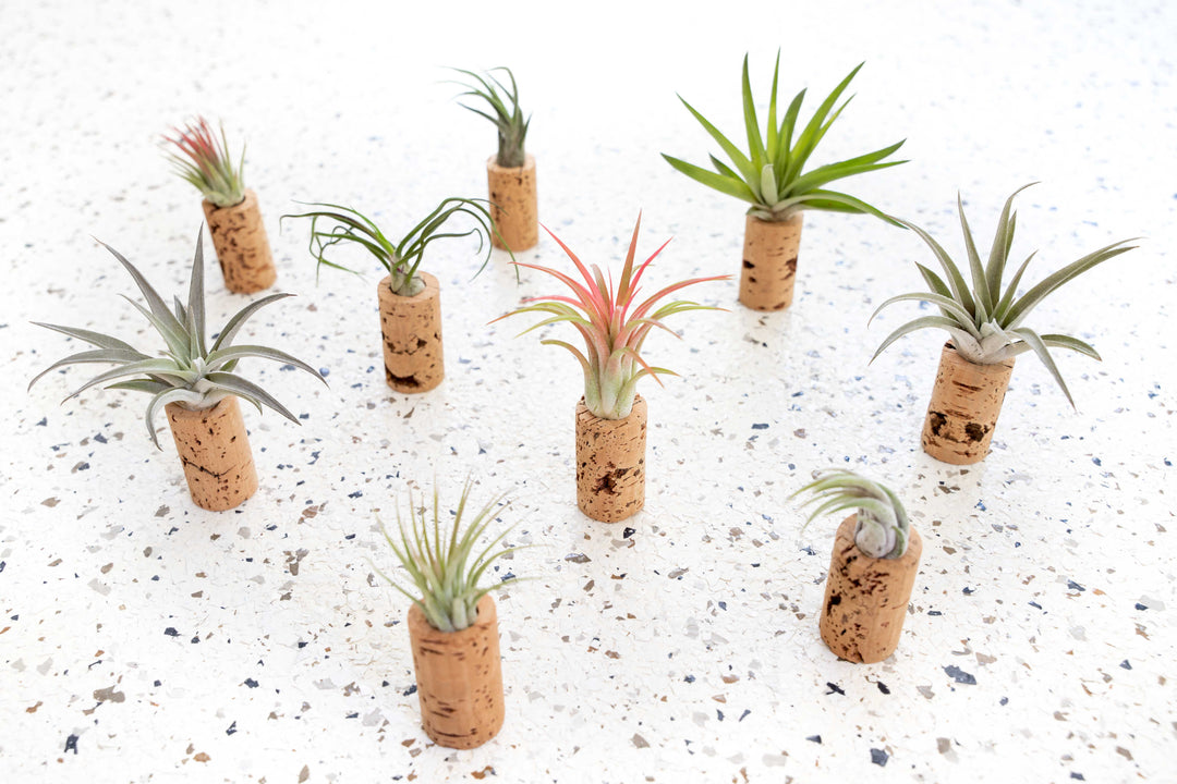 Wholesale - Wine Cork Magnet with Air Plant