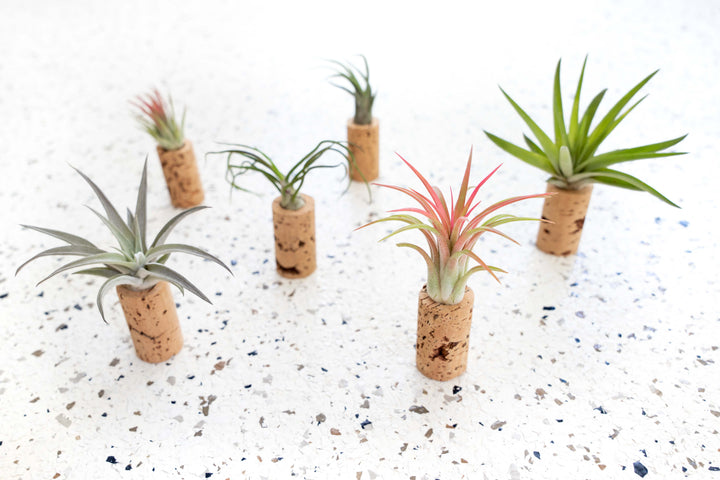 Combo of 3, 6 or 9 Wine Cork Magnet with Air Plant