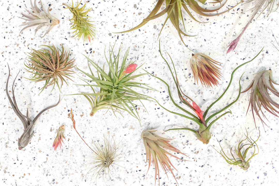 Tillandsia Air Plants Assortment Grab Bag Blooming Blushing