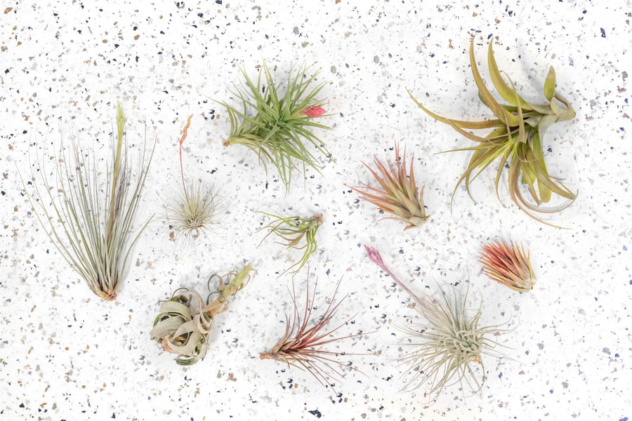 Tillandsia Air Plants Assortment Grab Bag Blooming Blushing