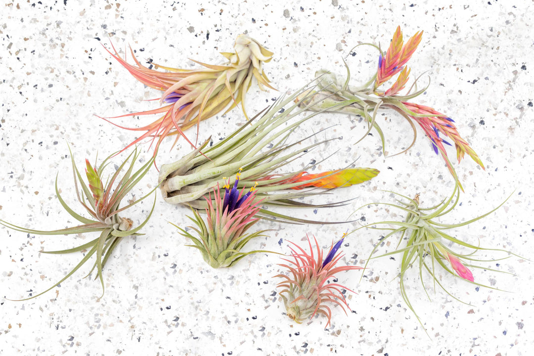 Tillandsia Air Plants Assortment Grab Bag Blooming Blushing