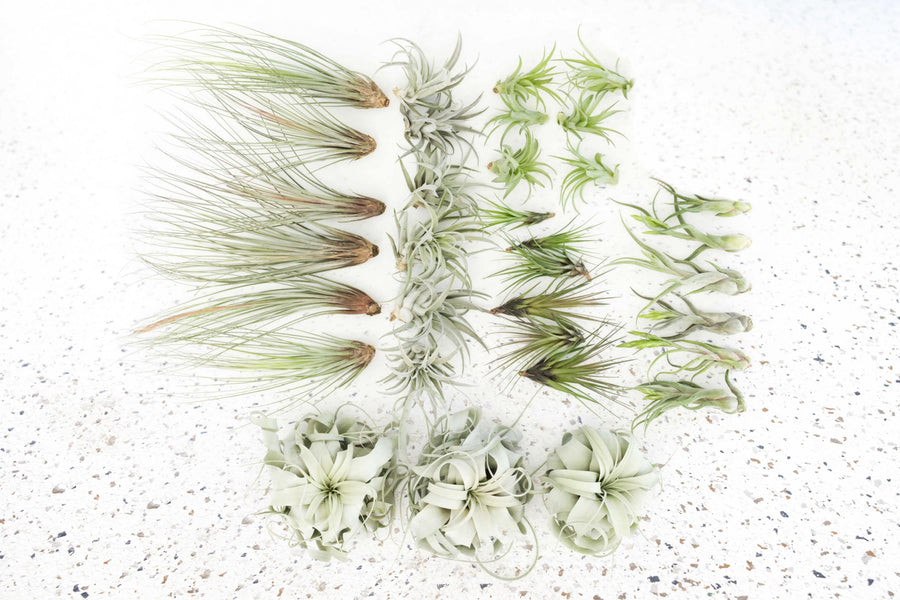 Tillandsia Air Plants Best Seller Pack