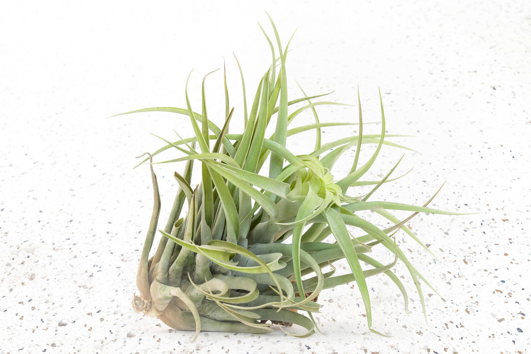 Tillandsia Capitata Salmon Air Plants