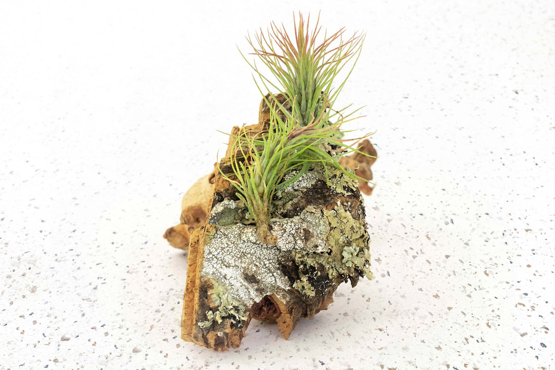 Rustic Cork Bark Slabs with Assorted Air Plants + Waterproof Glue