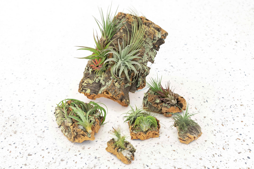 Rustic Cork Bark Slabs with Assorted Air Plants + Waterproof Glue