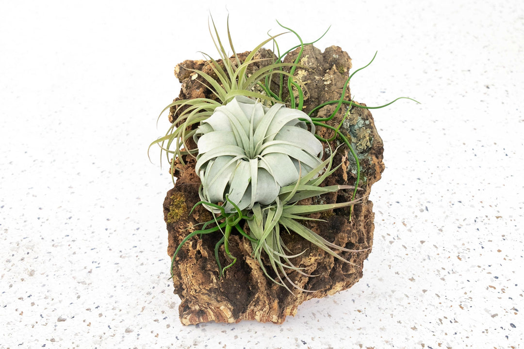 Rustic Cork Bark Slabs with Assorted Air Plants + Waterproof Glue