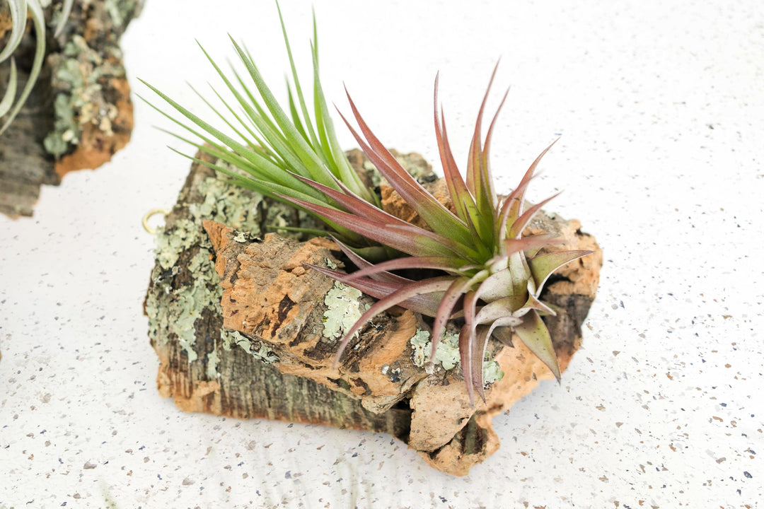 Rustic Cork Bark Slabs with Assorted Air Plants + Waterproof Glue