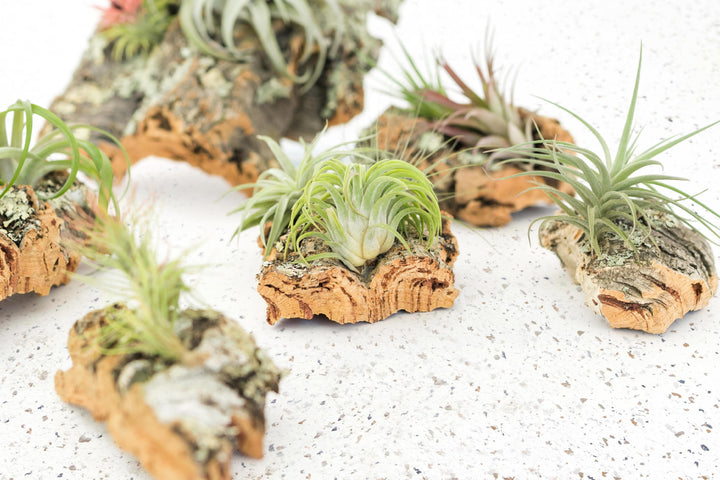 Rustic Cork Bark Slabs with Assorted Air Plants + Waterproof Glue