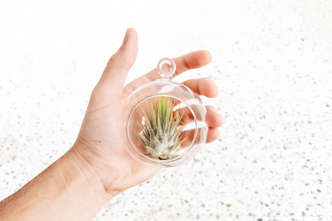 Hanging Mini Flat Bottom Glass Terrariums