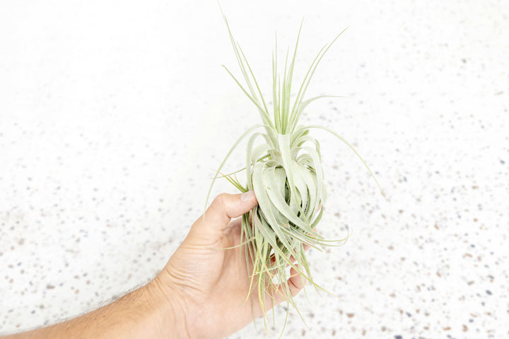 Tillandsia Gardneri Air Plants - Various Ecotypes