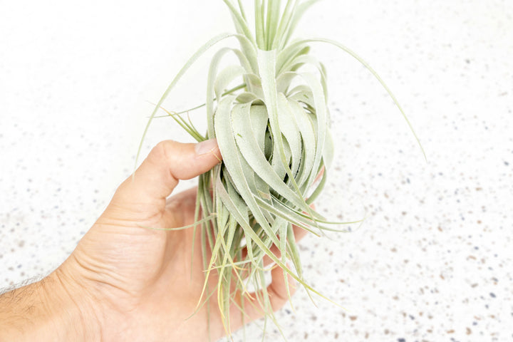 Tillandsia Gardneri Air Plants - Various Ecotypes