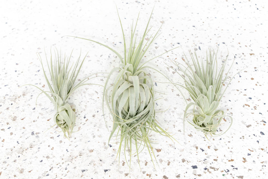 Tillandsia Gardneri Air Plants - Various Ecotypes