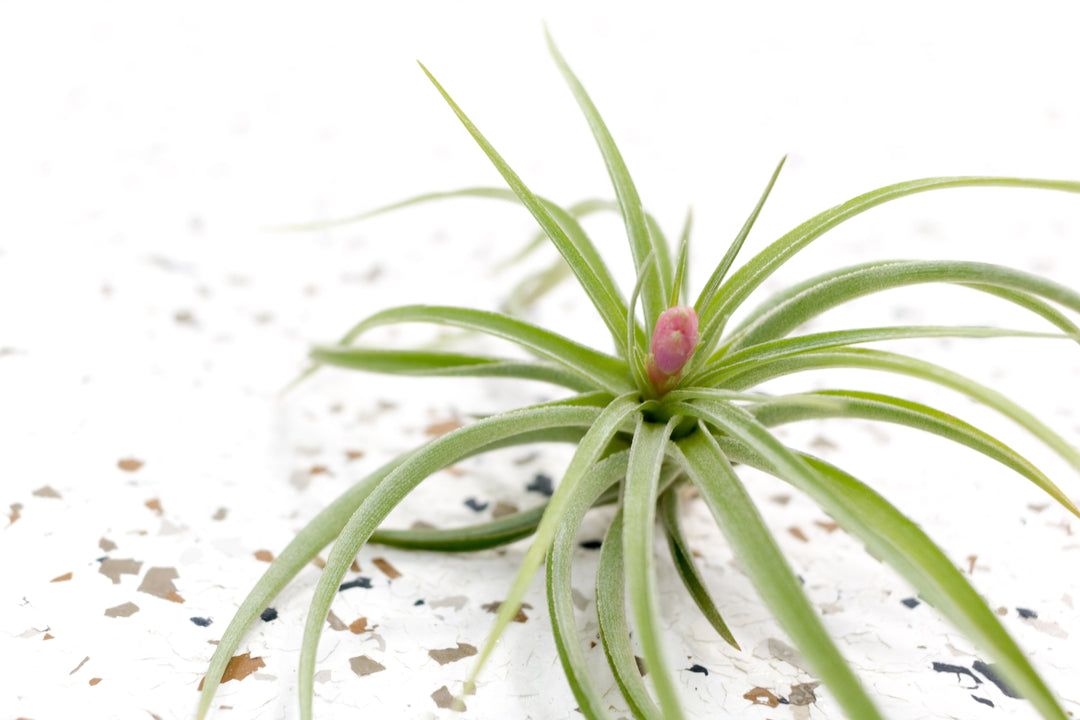 Tillandsia Aeranthos Air Plant with Bloom