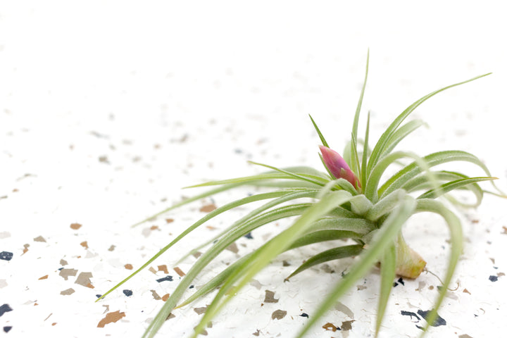 Tillandsia Aeranthos Air Plant with Bloom